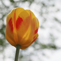 Red and Yellow Tulip