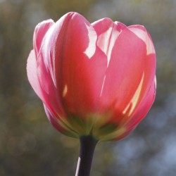 Showy Tulip