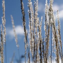 Silver Grass