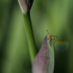 Spider with Rainbow Drop