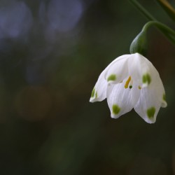 Spring Snowflake