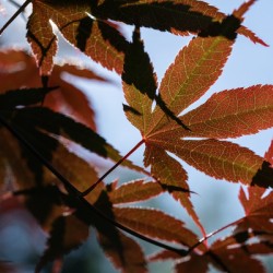 Striking Leaves