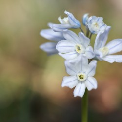 Striped Squill