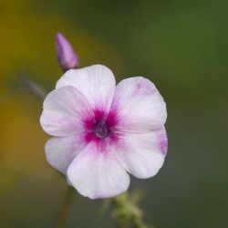 Summer Phlox