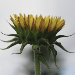 Sunflower Side View