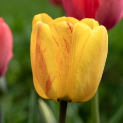 Surrounded by Beauty