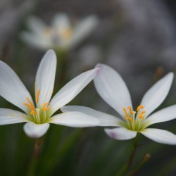 Swamp Lily