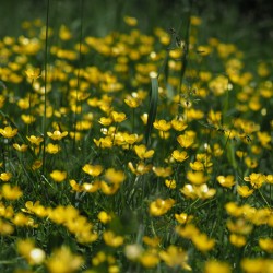 Tall Buttercup Field