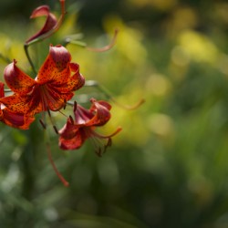 Tiger Lilies