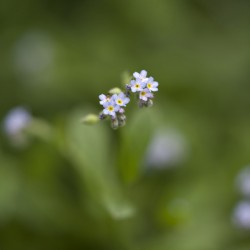 Tiniest Bouquets