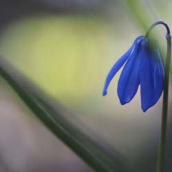 Tiny Blue Umbrella