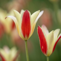 Tranquil Tulips