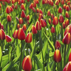Tulip Background