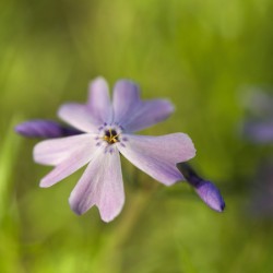 Vibrant Moss Phlox