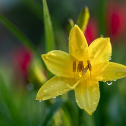 Wet Daylily