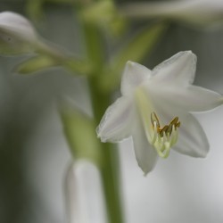 White Lily
