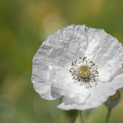 White Poppy
