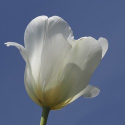 White Tulip Blue Sky
