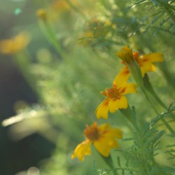 Wild Marigolds