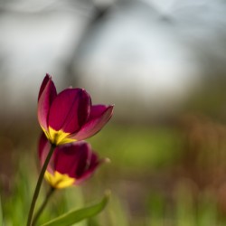 Wine Stained Whispers