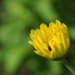 Yellow Bud