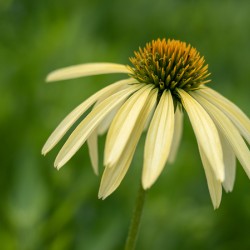 Yellow Echinacea Flower