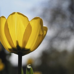 Yellow Tulip