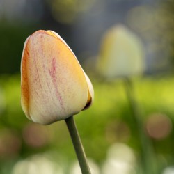 Yellow Tulip in the Field