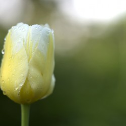 Yellow and White Tulip