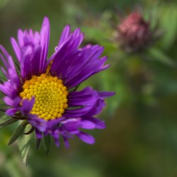 Alpine Aster