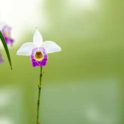 Bamboo Orchid