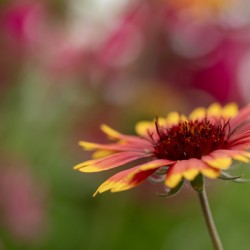 Blanket Flower