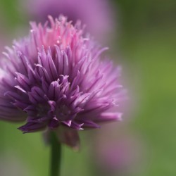 Chive Blossom