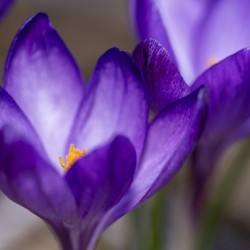 Crocus Closeup