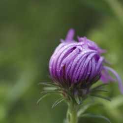 Dew Kissed Flower Bud