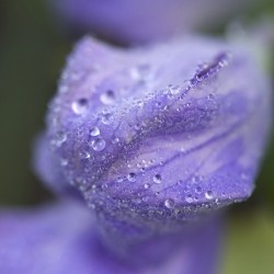 Droplets on a Bellflower