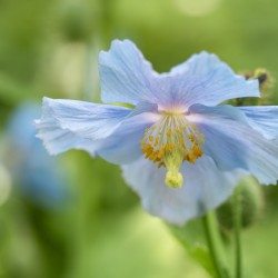 Himalayan Blue Poppy