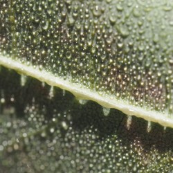 Leaf with Morning Dew