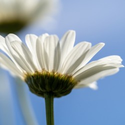 Oxeye Daisies