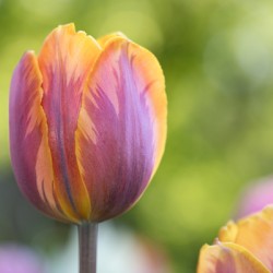 Pastel Garden Tulip