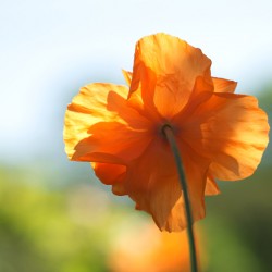 Poppy Burning