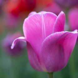 Pretty as a Tulip