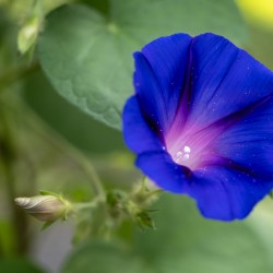 Purple Morning Glory with bud