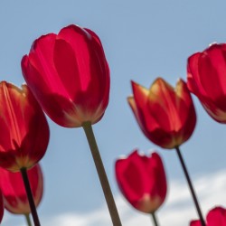 Red Tulips