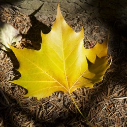 Single Maple Leaf