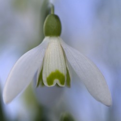 Snowdrop Bulb