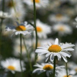 White Daisies