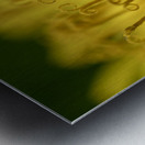 Dandelion Metal print