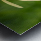 Yellow Echinacea Flower Metal print