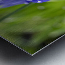 Velvet Blues Metal print